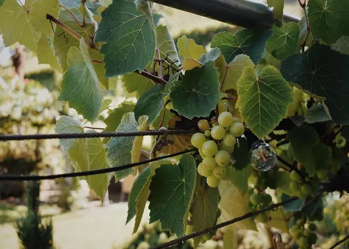 Nature's Getaway 公寓